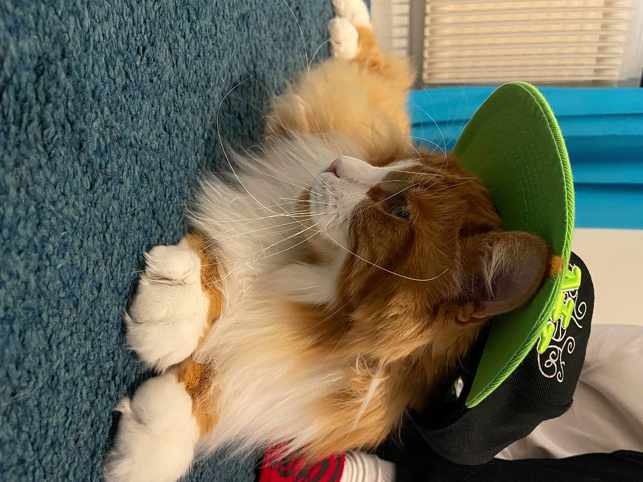 Plume a rejoint le concours — aidez-le/la à gagner de superbes lots ! canidae, carnivore, cat, claw, companion_dog, dog_breed, domestic_short_haired_cat, fawn, felidae, flooring, fur, paw, small_to_medium_sized_cats, snout, sporting_group, tail, toy_dog, whiskers, window_blind, wood