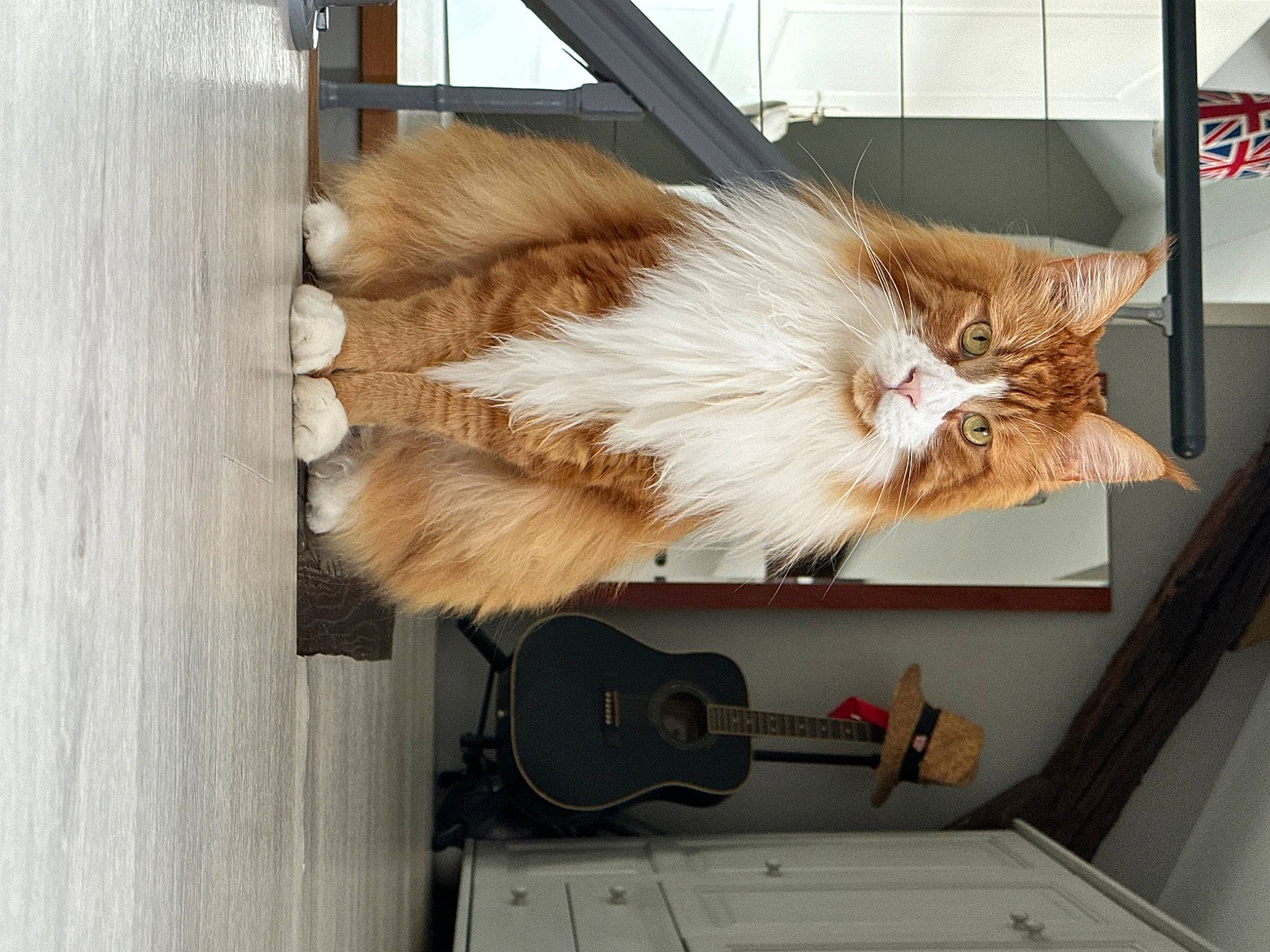 Plume participe au concours pour gagner de l'argent avec cette photo : carnivore, cat, domestic_short_haired_cat, fawn, felidae, fur, hardwood, metal, paw, room, small_to_medium_sized_cats, tail, whiskers, window, wood