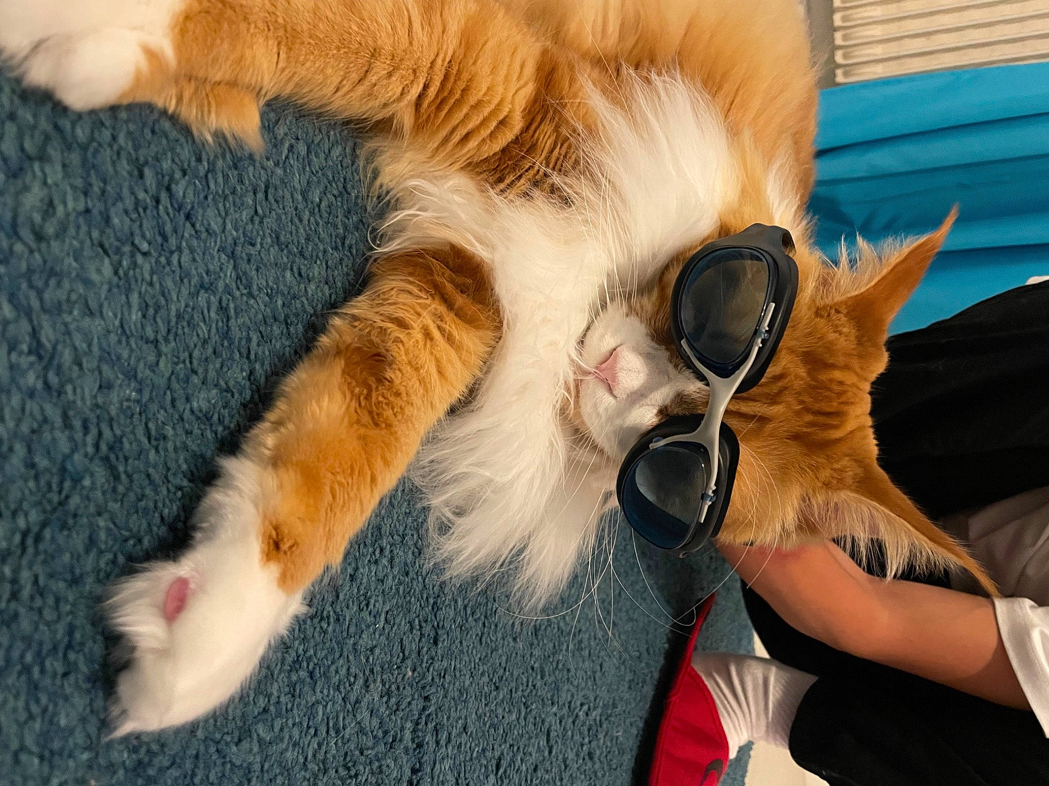 Plume participe au concours pour gagner de l'argent avec cette photo : canidae, carnivore, cat, claw, comfort, companion_dog, dog_breed, fang, fawn, felidae, fur, gesture, goggles, paw, small_to_medium_sized_cats, snout, sporting_group, sunglasses, tail, whiskers