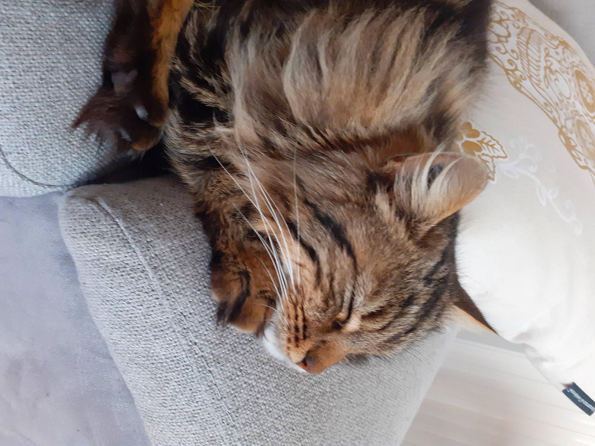 Oscar a rejoint le concours — aidez-le/la à gagner de superbes lots ! bed, carnivore, cat, claw, comfort, domestic_short_haired_cat, ear, eye, fawn, felidae, fur, liver, nap, paw, small_to_medium_sized_cats, snout, tail, tree, whiskers, wood