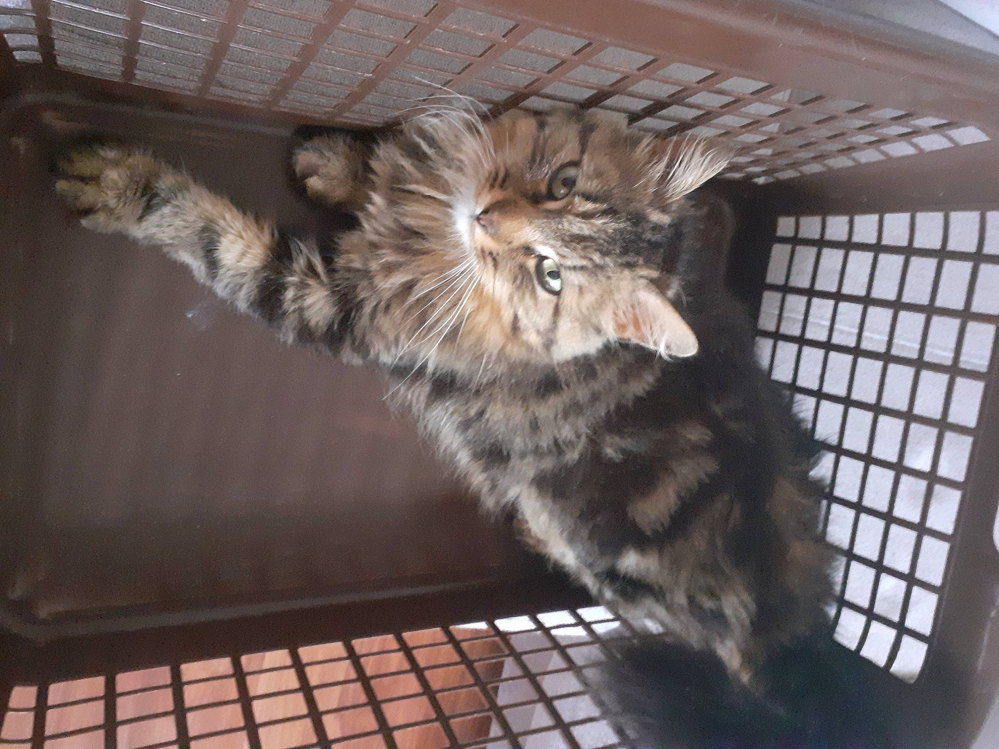 Oscar a rejoint le concours — aidez-le/la à gagner de superbes lots ! animal_shelter, cage, carnivore, cat, claw, comfort, domestic_short_haired_cat, fawn, felidae, fur, mesh, paw, pet_supply, small_to_medium_sized_cats, tail, terrestrial_animal, whiskers, wood