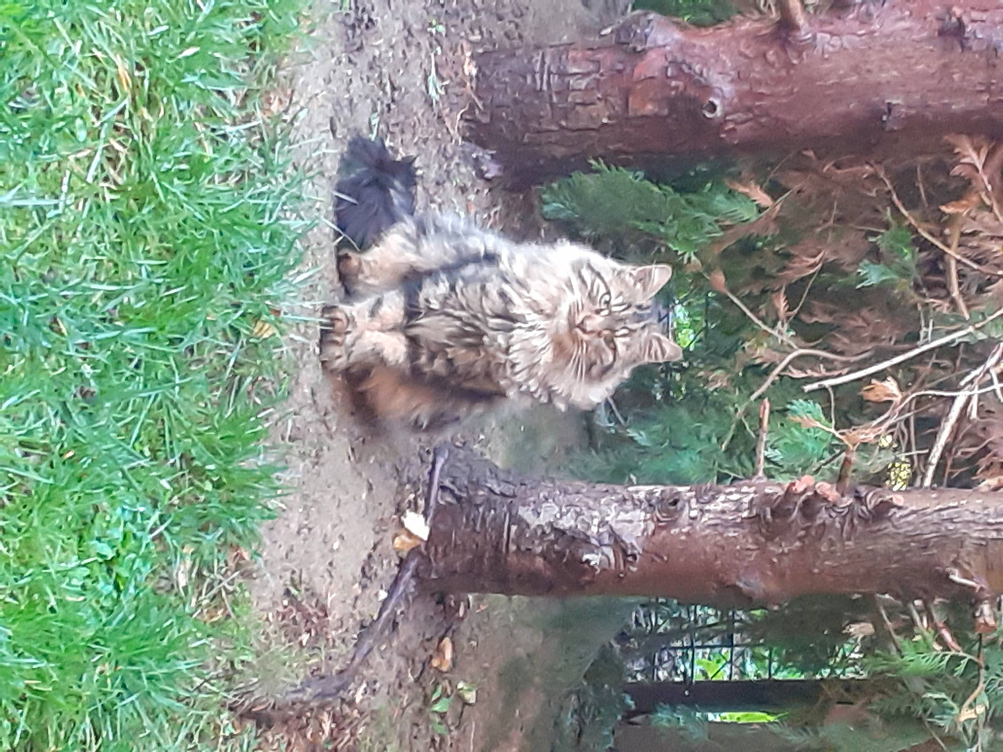 Oscar participe au concours pour gagner de l'argent avec cette photo : botany, carnivore, cat, domestic_short_haired_cat, fawn, felidae, fur, grass, groundcover, nature_reserve, plant, small_to_medium_sized_cats, tail, terrestrial_animal, tree, trunk, twig, vegetation, whiskers, wood