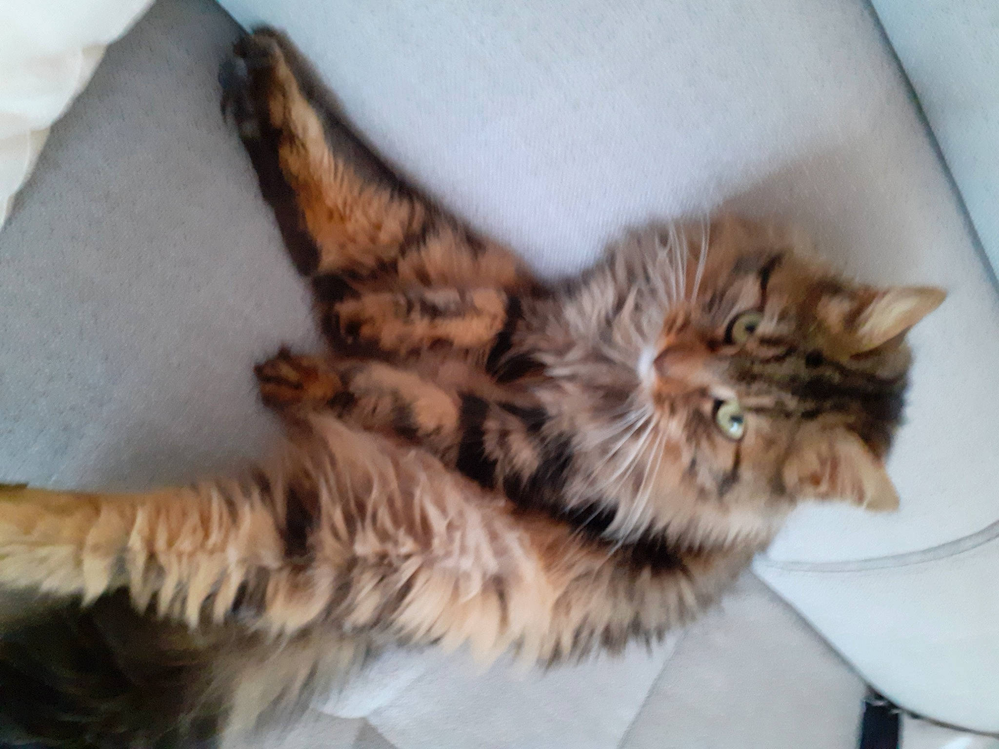 Oscar a rejoint le concours — aidez-le/la à gagner de superbes lots ! bed, carnivore, cat, claw, comfort, domestic_short_haired_cat, fawn, felidae, fur, nap, paw, sleep, small_to_medium_sized_cats, snout, tail, terrestrial_animal, whiskers