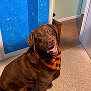 Maui is registered to the contest to win money with this photo: dog, labrador, brown_dog, pet, bandana, orange_bandana, indoor, carpet, wood_floor, wall, blue_wall, joyful, happy, sitting, canine, animal, portrait, looking_up, domestic, friendly