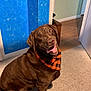 dog, labrador, brown_dog, pet, bandana, orange_bandana, indoor, carpet, wood_floor, wall, blue_wall, joyful, happy, sitting, canine, animal, portrait, looking_up, domestic, friendly