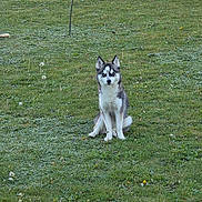 Aya a rejoint le concours — aidez-le/la à gagner de superbes lots ! dog, husky, puppy, grass, outdoor, nature, greenery, dandelions, sunlight, animal, pet, sitting, young_dog, field, canine, alert, ears_up, daylight, cute, fur