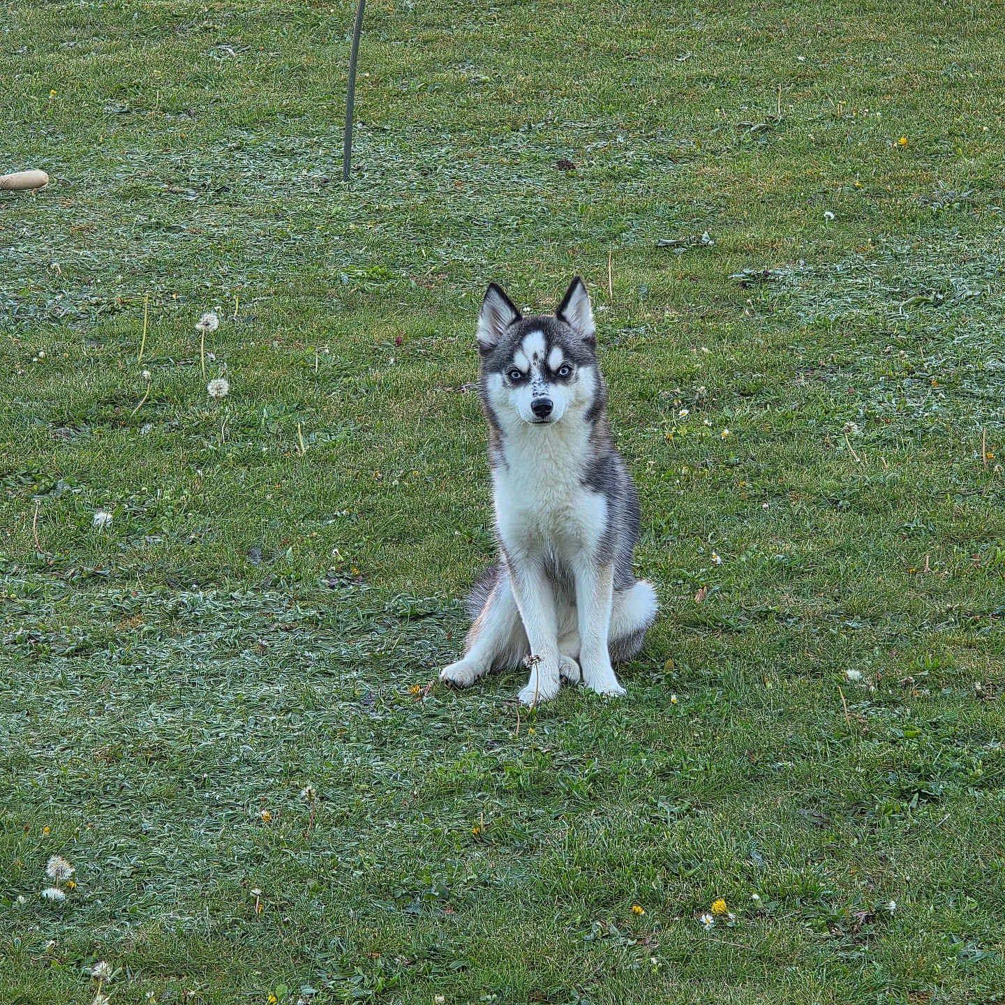 Aya a rejoint le concours — aidez-le/la à gagner de superbes lots ! dog, husky, puppy, grass, outdoor, nature, greenery, dandelions, sunlight, animal, pet, sitting, young_dog, field, canine, alert, ears_up, daylight, cute, fur