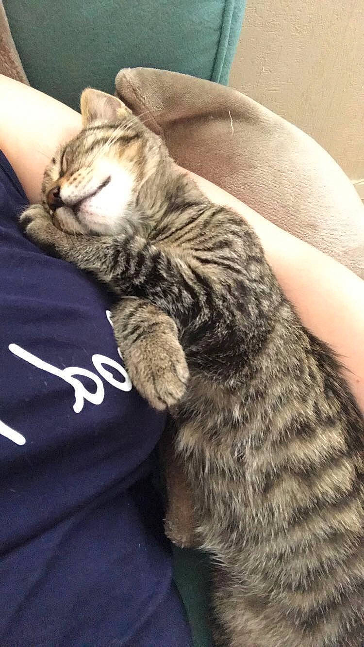 Idéfix a rejoint le concours — aidez-le/la à gagner de superbes lots ! american_shorthair, asian, california_spangled, carnivore, cat, chausie, claw, domestic_short_haired_cat, dragon_li, egyptian_mau, european_shorthair, felidae, fur, kitten, mammal, pixie_bob, savannah, small_to_medium_sized_cats, tabby_cat, whiskers