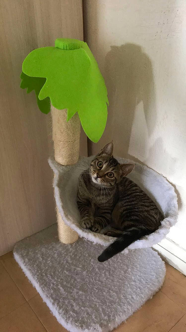 Idéfix a rejoint le concours — aidez-le/la à gagner de superbes lots ! asian, carnivore, cat, cat_furniture, cat_supply, domestic_short_haired_cat, dragon_li, european_shorthair, felidae, korat, plant, russian_blue, small_to_medium_sized_cats, tail, whiskers