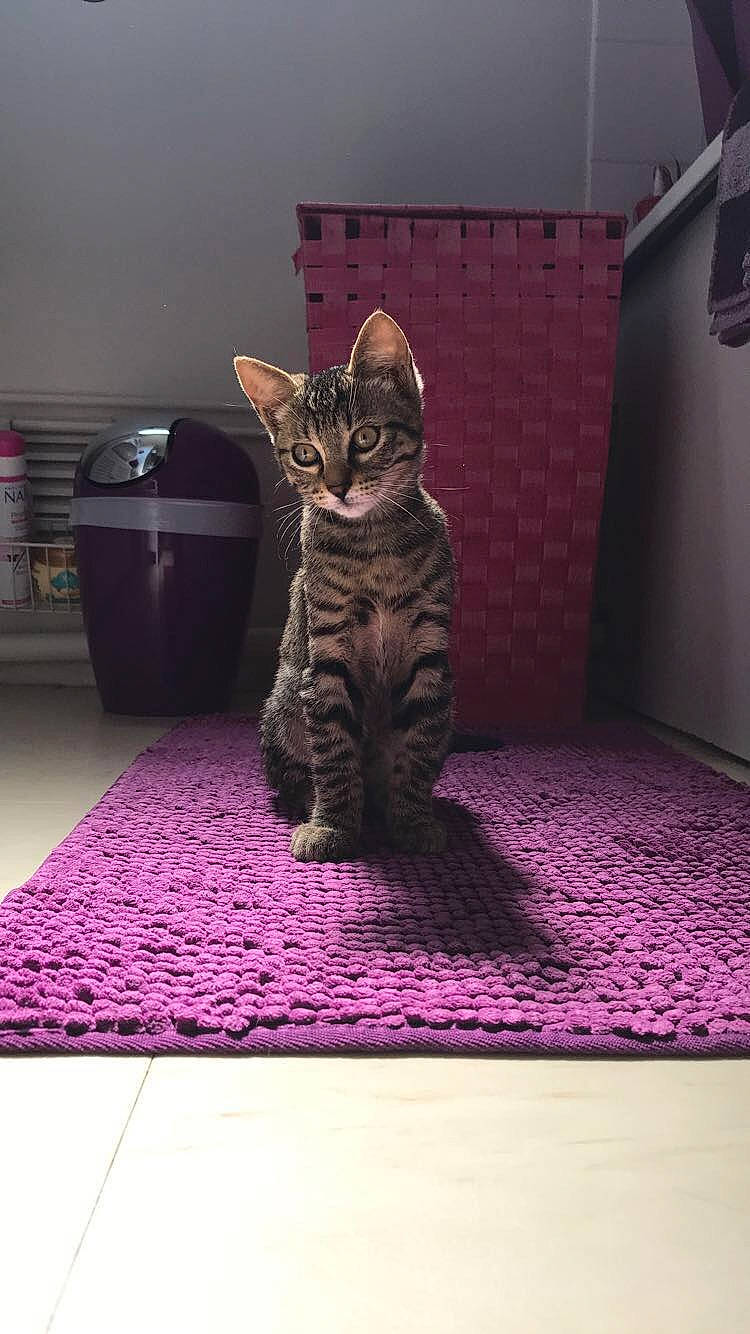 Idéfix participe au concours pour gagner de l'argent avec cette photo : american_shorthair, asian, bengal, california_spangled, carnivore, cat, domestic_short_haired_cat, dragon_li, egyptian_mau, european_shorthair, felidae, kitten, ocicat, pink, pixie_bob, small_to_medium_sized_cats, snout, tabby_cat, toyger, whiskers