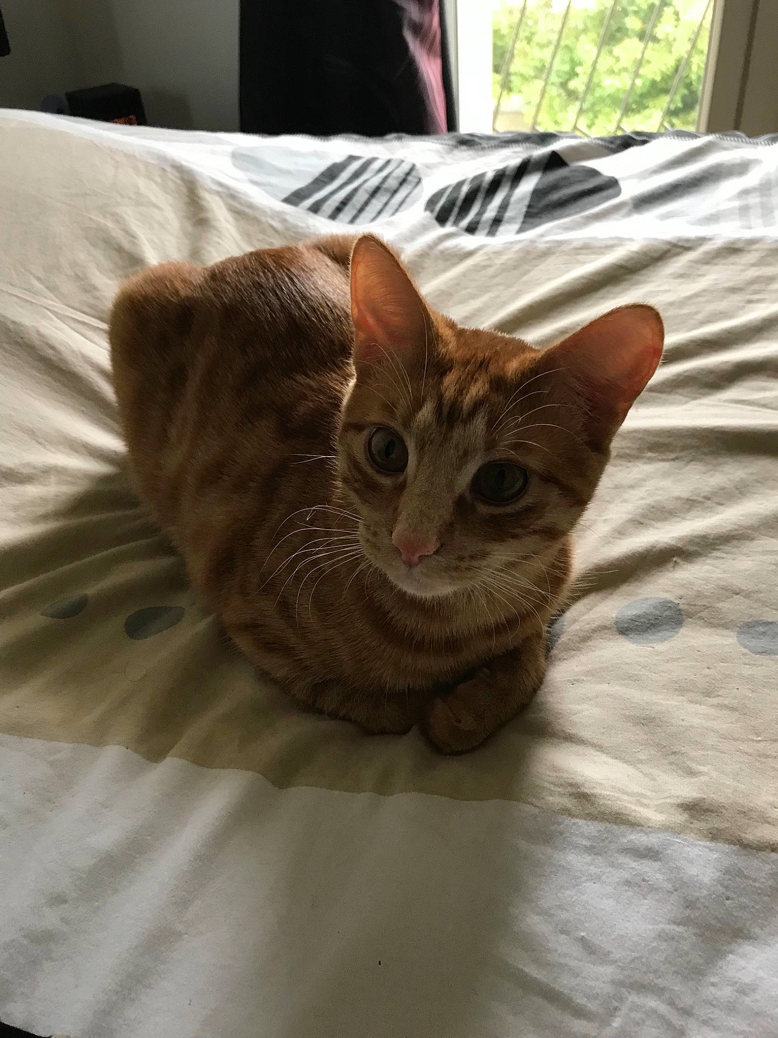 Scooby participe au concours pour gagner de l'argent avec cette photo : aegean_cat, american_shorthair, asian, bengal, california_spangled, carnivore, cat, domestic_short_haired_cat, dragon_li, european_shorthair, fawn, felidae, fur, german_rex, kitten, mammal, ocicat, small_to_medium_sized_cats, tabby_cat, whiskers