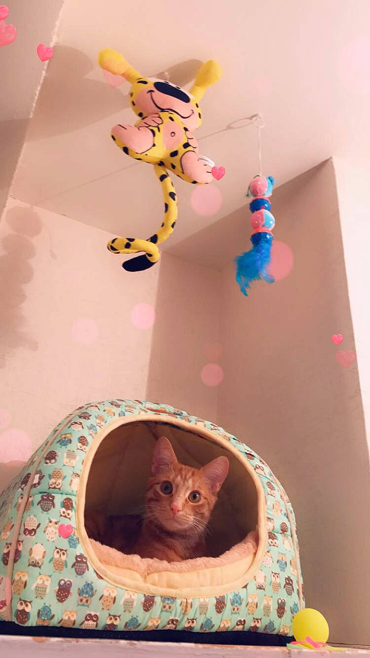 Scooby a rejoint le concours — aidez-le/la à gagner de superbes lots ! cat, fawn, felidae, interior_design, kitten, pink, room, small_to_medium_sized_cats, whiskers