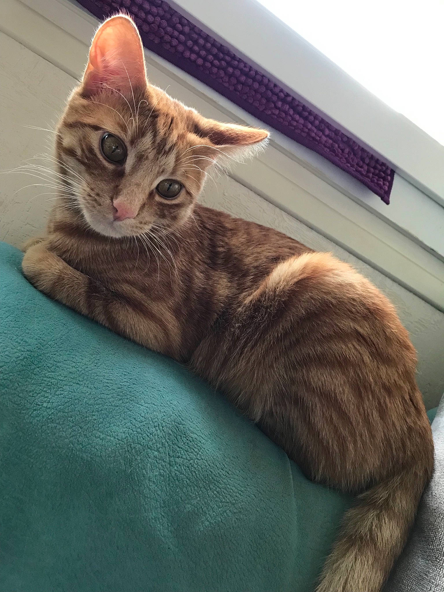 Scooby participe au concours pour gagner de l'argent avec cette photo : aegean_cat, arabian_mau, asian, australian_mist, carnivore, cat, domestic_short_haired_cat, dragon_li, ear, european_shorthair, felidae, german_rex, kitten, mammal, oriental_longhair, small_to_medium_sized_cats, sokoke, tabby_cat, vertebrate, whiskers