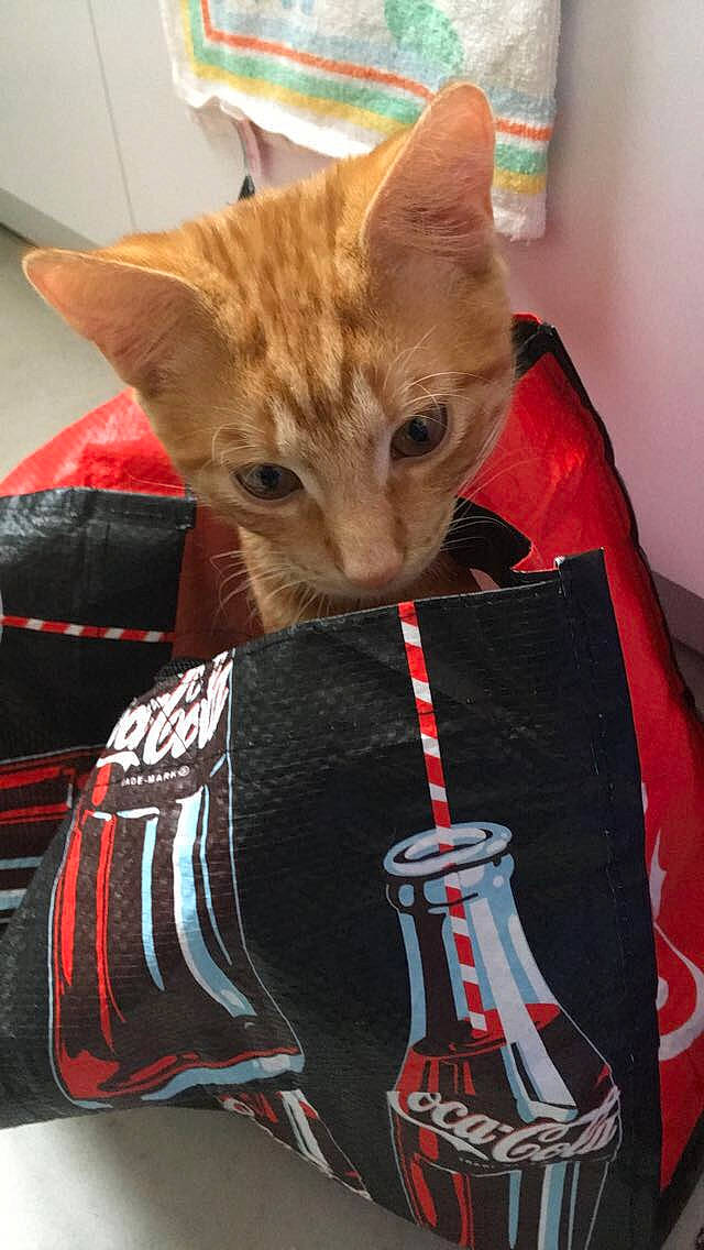 Scooby participe au concours pour gagner de l'argent avec cette photo : asian, carnivore, cat, domestic_short_haired_cat, fawn, felidae, fur, small_to_medium_sized_cats, snout, tabby_cat, whiskers