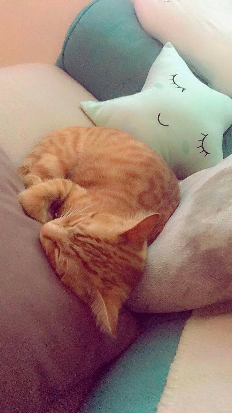 Scooby a rejoint le concours — aidez-le/la à gagner de superbes lots ! baby, bedtime, carnivore, cat, child, comfort, felidae, fur, hand, kitten, linens, nap, nose, pillow, skin, sleep, small_to_medium_sized_cats, textile, whiskers