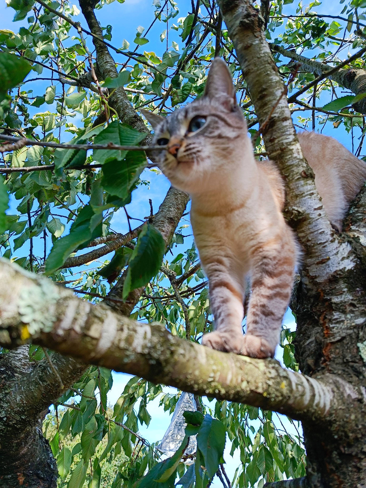 Sweety participe au concours pour gagner de l'argent avec cette photo : branch, carnivore, cat, domestic_short_haired_cat, fawn, felidae, fur, plant, sky, small_to_medium_sized_cats, snout, tail, terrestrial_animal, terrestrial_plant, tree, trunk, twig, whiskers, wildlife, wood