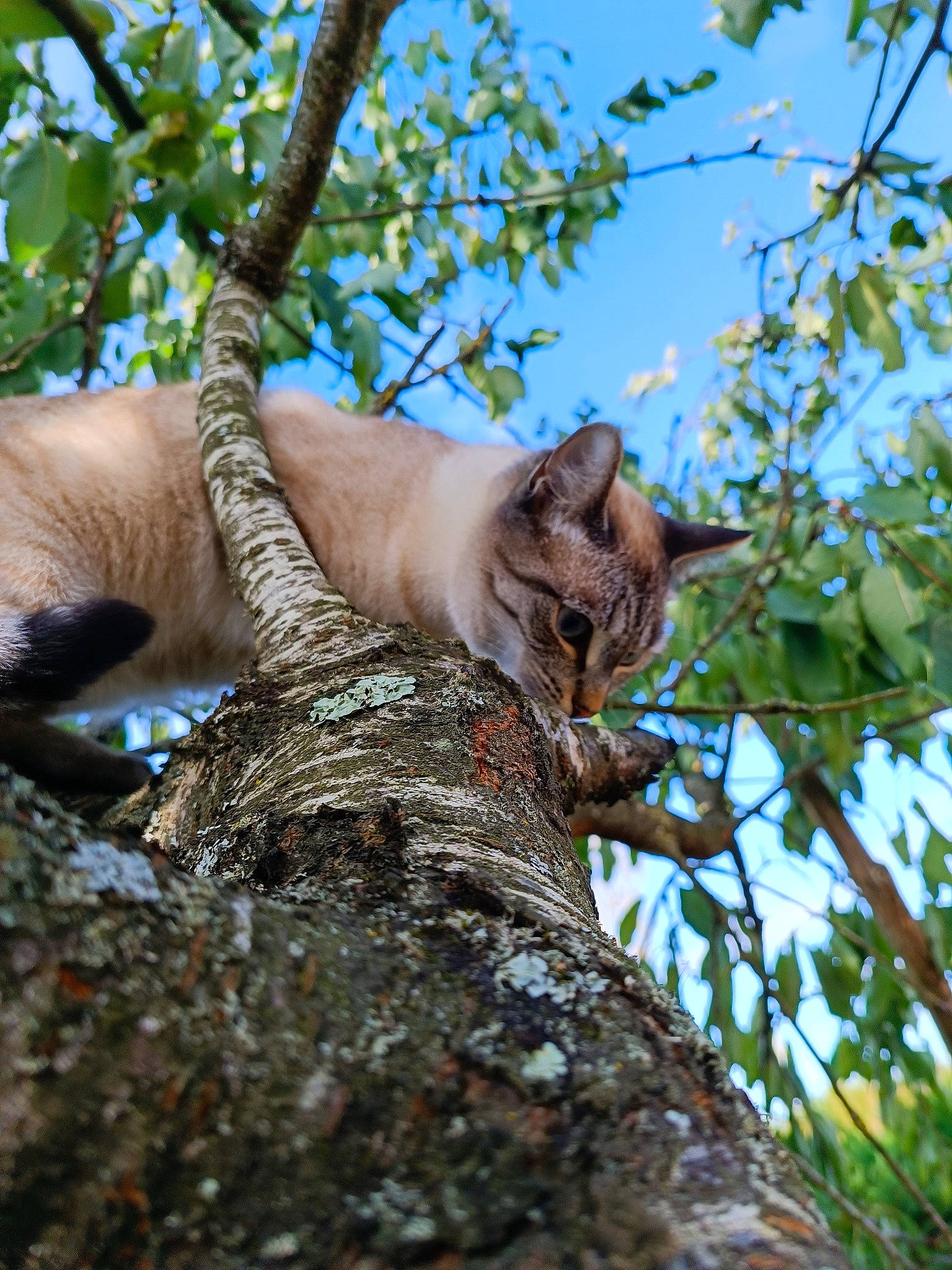 Sweety a rejoint le concours — aidez-le/la à gagner de superbes lots ! carnivore, cat, domestic_short_haired_cat, fawn, felidae, fur, grass, plant, plant_stem, sky, small_to_medium_sized_cats, snout, tail, terrestrial_animal, tree, trunk, twig, whiskers, wildlife, wood