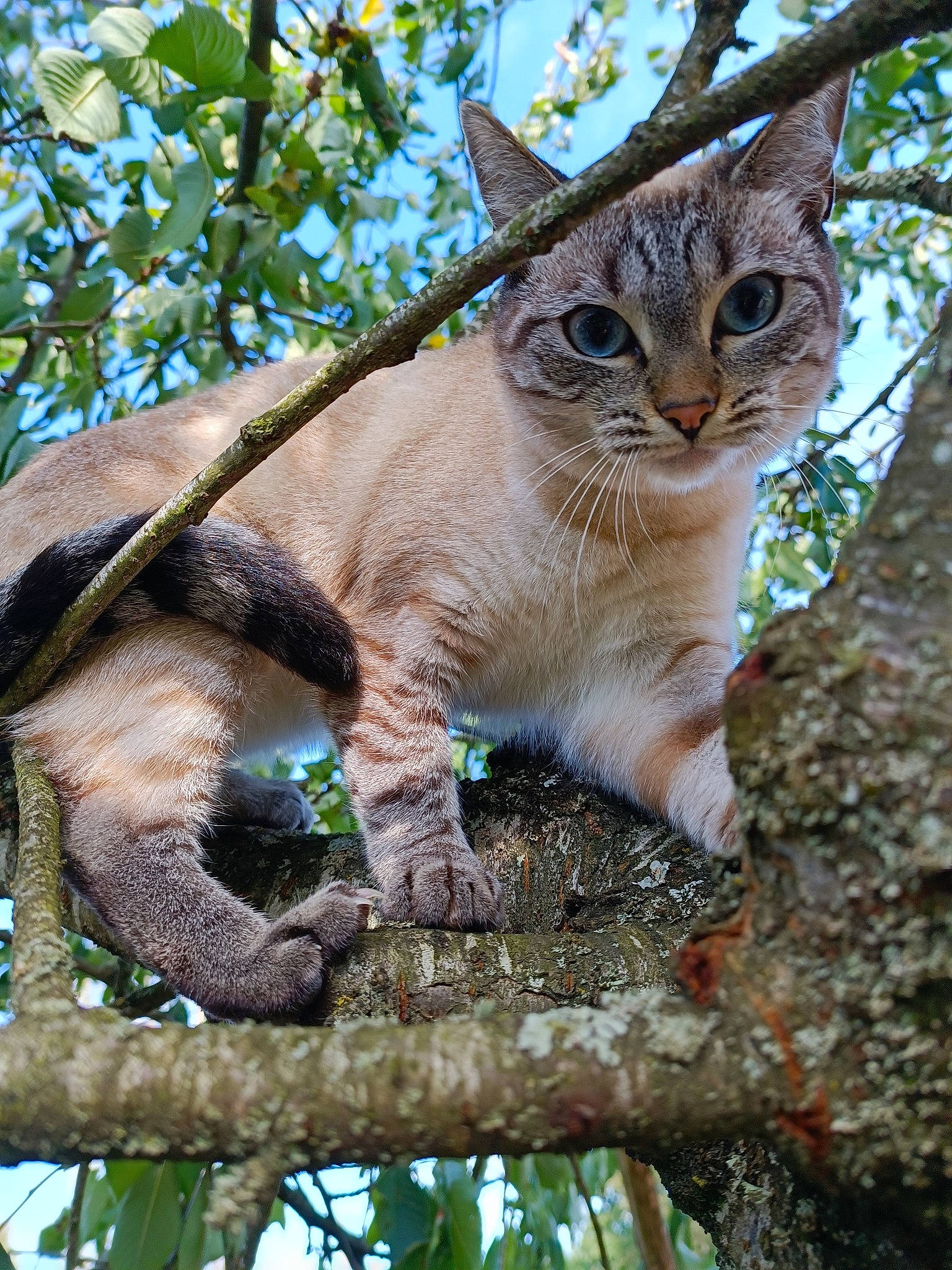Sweety participe au concours pour gagner de l'argent avec cette photo : branch, carnivore, cat, domestic_short_haired_cat, fawn, felidae, fur, plant, small_to_medium_sized_cats, snout, tail, terrestrial_animal, tree, trunk, twig, whiskers, wildlife