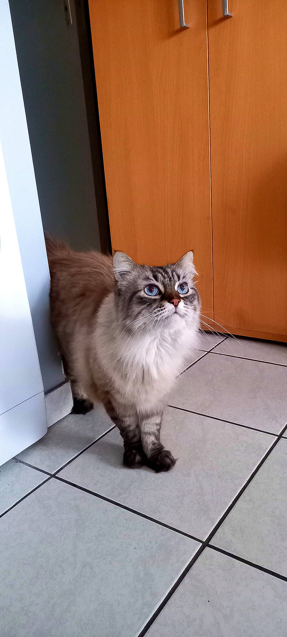 Pompon participe au concours pour gagner de l'argent avec cette photo : british_longhair, carnivore, cat, claw, domestic_short_haired_cat, fawn, felidae, floor, flooring, fur, grey, hardwood, sitting, small_to_medium_sized_cats, snout, tail, tile_flooring, whiskers, window, wood