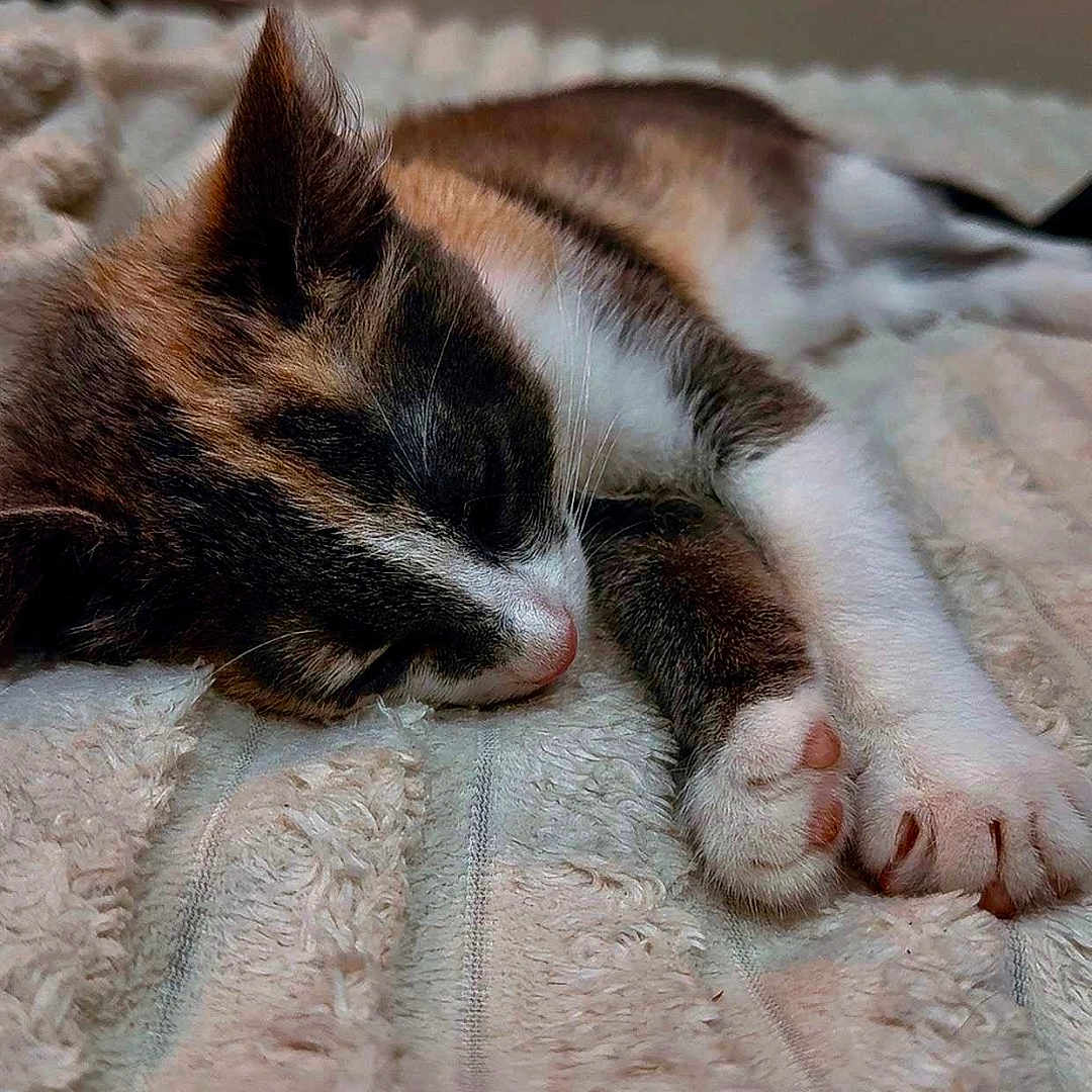 Mitsuri participe au concours pour gagner de l'argent avec cette photo : animal, blanket, cat, close_up, cozy, cute, domestic, feline, fur, indoor, kitten, paw, pet, pink_nose, relaxation, resting, sleeping, soft, texture, whiskers