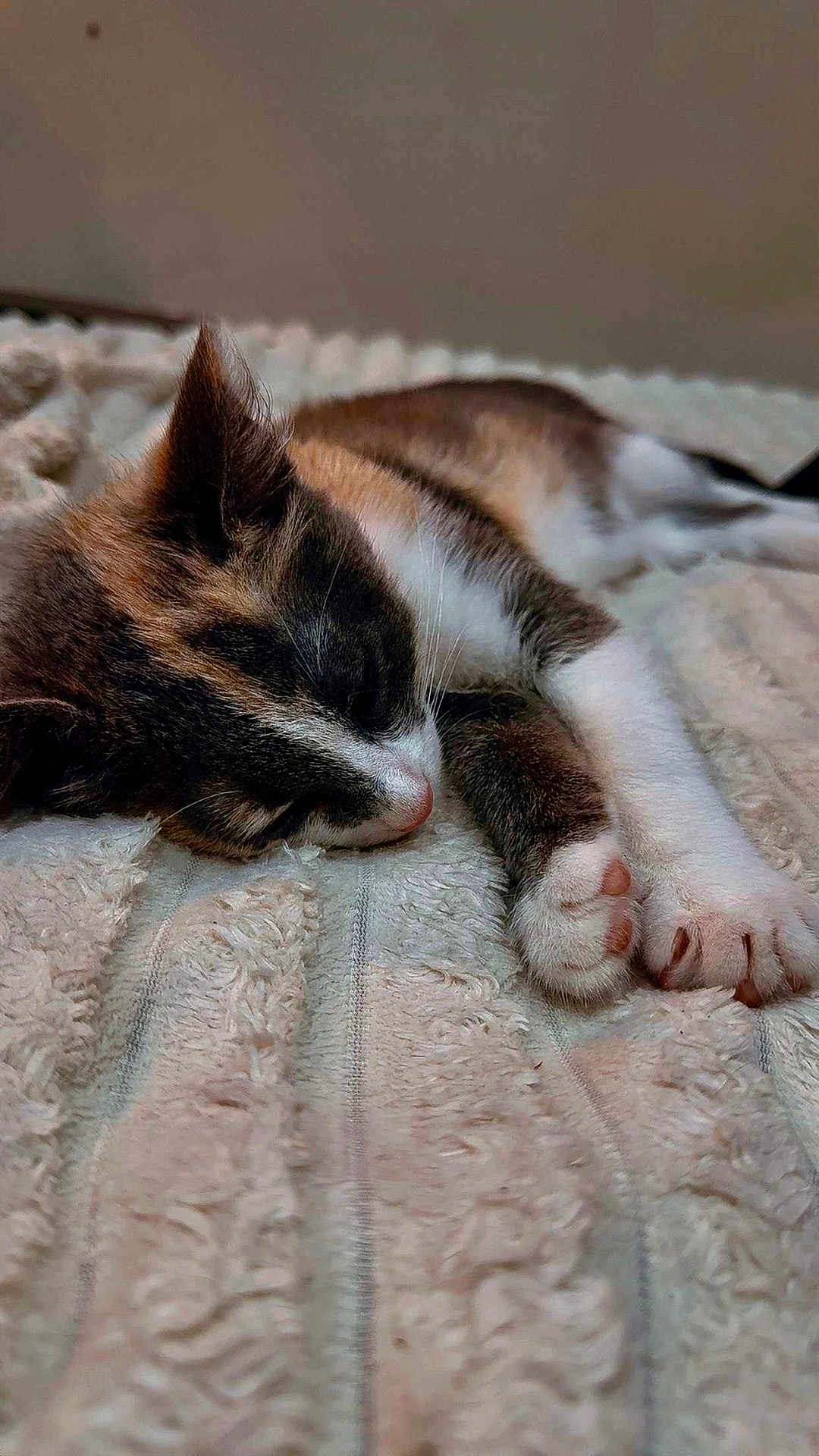 Mitsuri participe au concours pour gagner de l'argent avec cette photo : cat, kitten, sleeping, paw, fur, close_up, indoor, blanket, cozy, resting, cute, pet, animal, soft, texture, relaxation, whiskers, pink_nose, domestic, feline