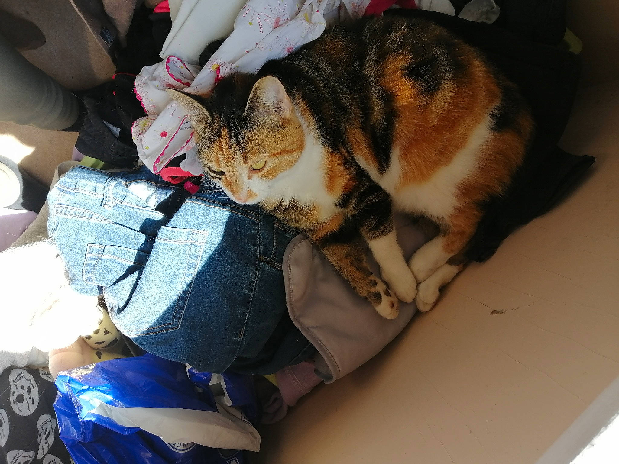 Pepito participe au concours pour gagner de l'argent avec cette photo : american_shorthair, asian, carnivore, cat, domestic_short_haired_cat, ear, european_shorthair, felidae, fur, nap, paw, sleep, small_to_medium_sized_cats, tabby_cat, whiskers