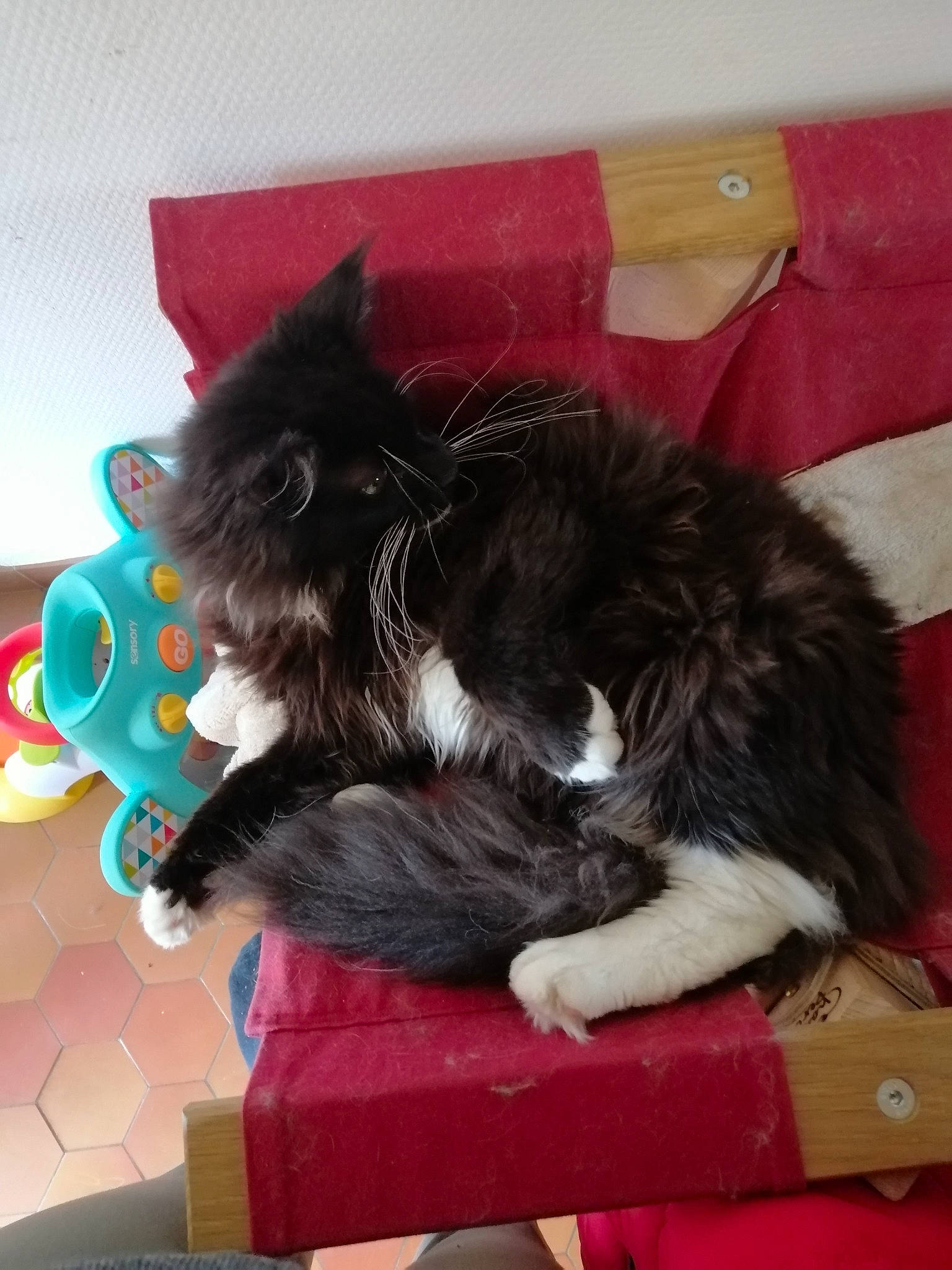 Pepito a rejoint le concours — aidez-le/la à gagner de superbes lots ! canidae, carnivore, cat, dog_breed, domestic_long_haired_cat, felidae, kitten, maine_coon, mammal, norwegian_forest_cat, persian, ragamuffin, small_to_medium_sized_cats, tail, whiskers