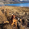 dog, playful, grass, lake, mountains, snow, nature, outdoor, blue_sky, water, animal, canine, tongue_out, field, sunlight, landscape, wilderness, jumping, brown_dog, collar