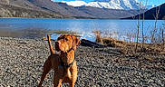 Gravy is registered to the contest to win money with this photo: dog, brown_dog, lake, rocks, mountains, snow, outdoor, nature, sky, water, animal, pet, collar, landscape, scenic, daylight, canine, wildlife, adventure, blue_sky