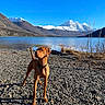 dog, brown_dog, lake, rocks, mountains, snow, outdoor, nature, sky, water, animal, pet, collar, landscape, scenic, daylight, canine, wildlife, adventure, blue_sky