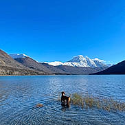 Gravy is registered to the contest to win money with this photo: dog, lake, water, mountains, snow, sky, nature, outdoor, animal, landscape, blue_sky, reflection, serene, clear_water, scenic, wildlife, peaceful, wilderness, summer, vacation