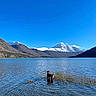 dog, lake, water, mountains, snow, sky, nature, outdoor, animal, landscape, blue_sky, reflection, serene, clear_water, scenic, wildlife, peaceful, wilderness, summer, vacation