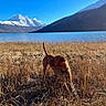 dog, field, grass, lake, mountain, snow, sky, outdoor, nature, animal, canine, landscape, blue_sky, scenic, sunlight, wilderness, adventure, wildlife, daytime, pet