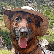 Sanka participe au concours pour gagner de l'argent avec cette photo : adventure, animal, canine, closeup, dog, ears, german_shepherd, grass, happy, harness, hat, leash, mountains, nature, outdoor, pet, smiling, summer, sunny, tongue_out