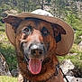 adventure, animal, canine, closeup, dog, ears, german_shepherd, grass, happy, harness, hat, leash, mountains, nature, outdoor, pet, smiling, summer, sunny, tongue_out
