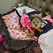 Tiny joined the competition — help win amazing prizes! animal, bed, blanket, comfort, curious, cute, dog, domestic, ears, fabric, fur, fur_texture, indoor, pattern, pet, pillow, pink_clothing, rest, small_dog, tail