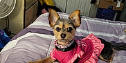 Tiny is registered to the contest to win money with this photo: bed, bedroom, blanket, box, clothing, collar, cute, dog, door, ears, fan, fur, furniture, indoor, pet, pink, purple, resting, small_dog, striped