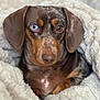 dog, dachshund, heterochromia, blue_eye, brown_eye, pet, canine, blanket, cozy, fur, portrait, closeup, animal, mammal, indoor, cute, snout, ears, resting, comfort