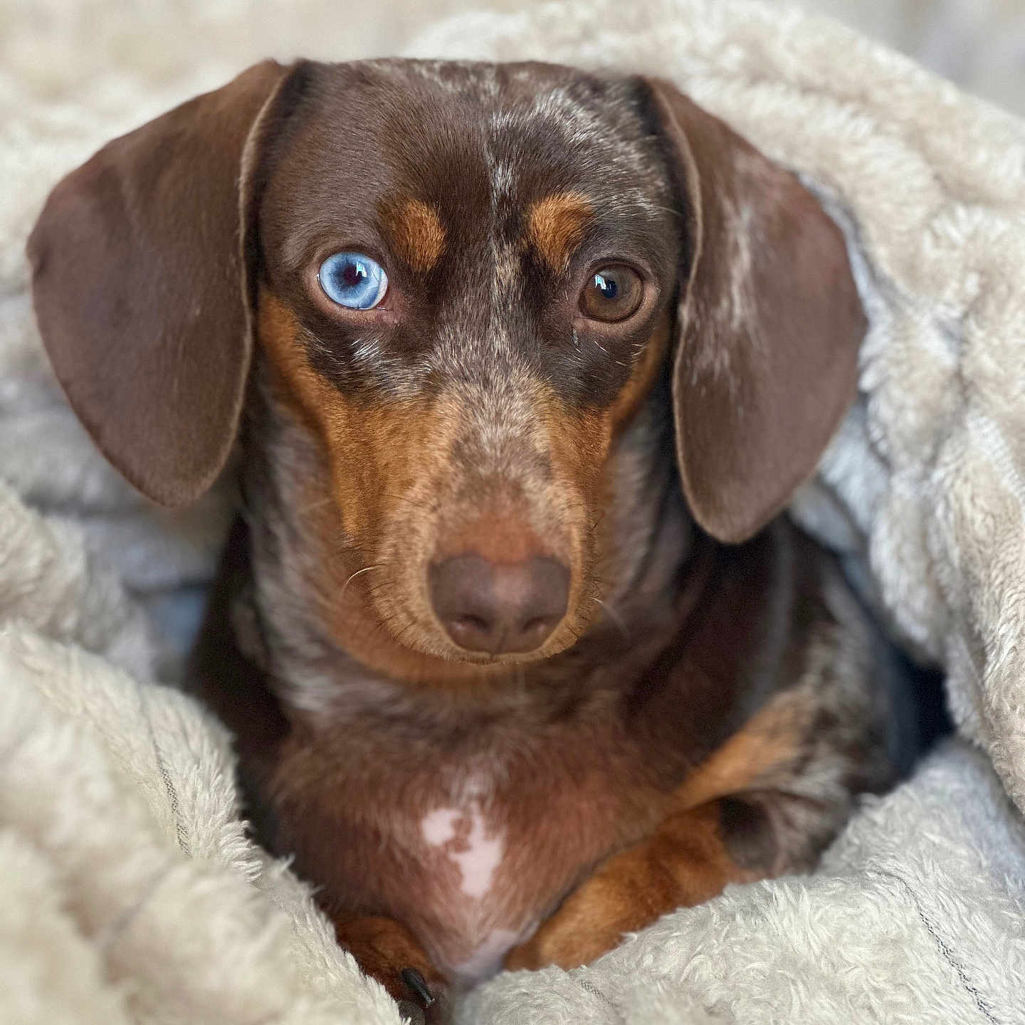 Ellie joined the competition — help win amazing prizes! animal, blanket, blue_eye, brown_eye, canine, closeup, comfort, cozy, cute, dachshund, dog, ears, fur, heterochromia, indoor, mammal, pet, portrait, resting, snout
