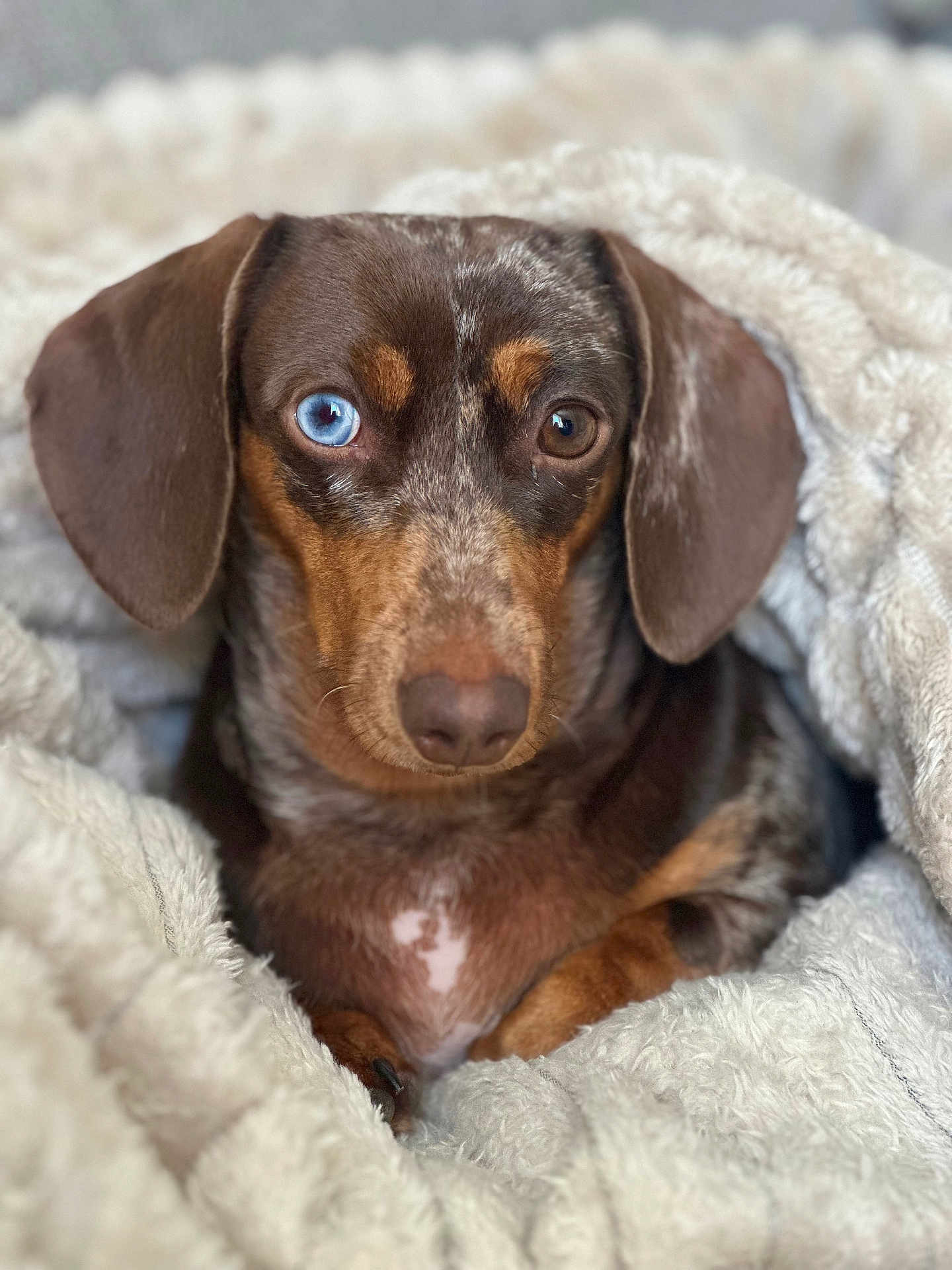 Ellie joined the competition — help win amazing prizes! dog, dachshund, heterochromia, blue_eye, brown_eye, pet, canine, blanket, cozy, fur, portrait, closeup, animal, mammal, indoor, cute, snout, ears, resting, comfort