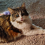 Lola joined the competition — help win amazing prizes! animal, carpet, cat, close_up, cozy, cute, domestic, feline, fluffy, fur, indoor, multi_colored, pet, playful, relaxed, resting, sunlight, tongue_out, toy, whiskers