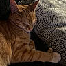 Cherry is registered to the contest to win money with this photo: cat, orange_tabby, sleeping, paw, blanket, patterned_blanket, cozy, indoor, resting, feline, pet, cute, fur, whiskers, relaxed, closeup, animal, domestic_cat, soft, comfort