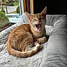 Cherry joined the competition — help win amazing prizes! cat, kitten, orange_tabby, pet, indoor, window, bed, cozy, furry, animal, cute, yawning, mouth_open, relaxed, feline, domestic_cat, soft_texture, resting, home, daylight