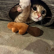 Cherry is registered to the contest to win money with this photo: cat, kitten, paw, toy, acorn, floor, curious, playful, cozy, tunnel, pet, indoor, cute, animal, feline, whiskers, pink_nose, claws, fur, eyes
