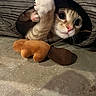cat, kitten, paw, toy, acorn, floor, curious, playful, cozy, tunnel, pet, indoor, cute, animal, feline, whiskers, pink_nose, claws, fur, eyes