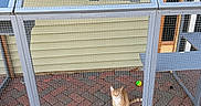 Cherry joined the competition — help win amazing prizes! cat, orange_tabby, outdoor_enclosure, metal_mesh, brick_floor, yellow_siding, door, green_ball, pet, animal, curious, looking_up, daylight, fence, play, small_pet, caged, home, animal_habitat, quiet
