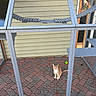 cat, orange_tabby, outdoor_enclosure, metal_mesh, brick_floor, yellow_siding, door, green_ball, pet, animal, curious, looking_up, daylight, fence, play, small_pet, caged, home, animal_habitat, quiet