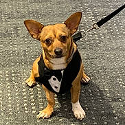 Izzy is registered to the contest to win money with this photo: dog, small_dog, chihuahua_mix, tuxedo, bow_tie, leash, carpet, indoor, pet, canine, brown_fur, white_paw, sitting, looking_at_camera, ears_up, cute, portrait, formal, leash_clip, floor_pattern