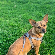 Izzy is registered to the contest to win money with this photo: attentive, brown_coat, canine, close_up, companion, dog, ears, grass, green_grass, harness, lawn, leash, looking_at_camera, outdoor, pet, portrait, shadow, sitting, small_dog, sunlight