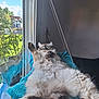 cat, fluffy, window, blue_blanket, indoor, plant, potted_plant, relaxed, paw, sunlight, glass, reflection, greenery, home, pet, fur, animal, cozy, resting, daylight